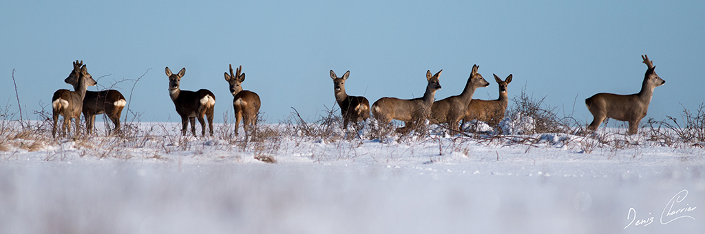 Groupe de brocards et de chevrettes dans la neige